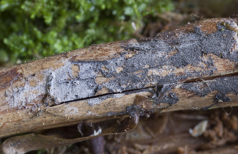 Scotomyces subviolaceus